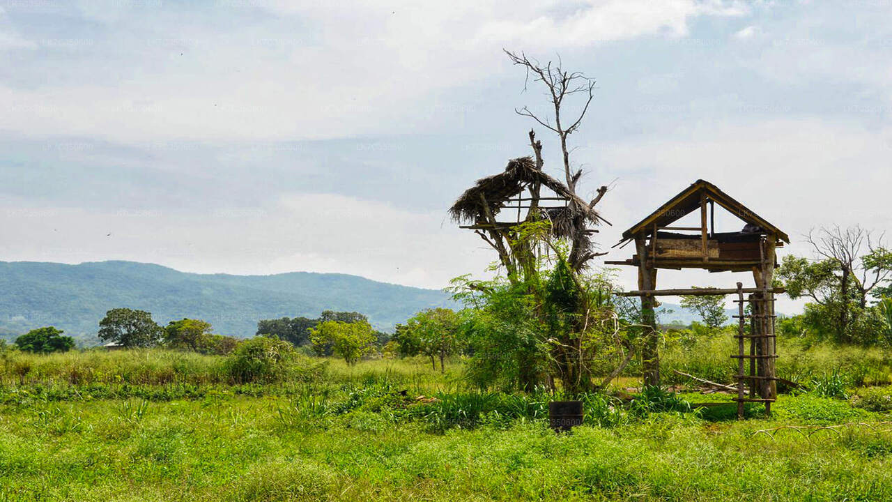 Chena frokostoplevelse fra Tissamaharama