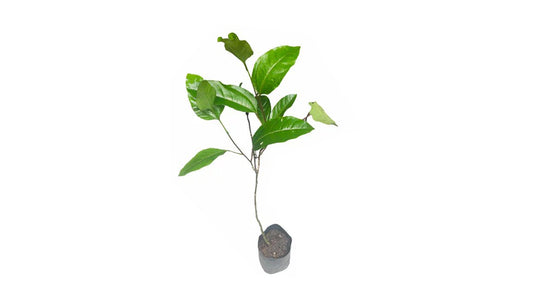 Lakpura Yellow Passion Fruit Grafted Plant